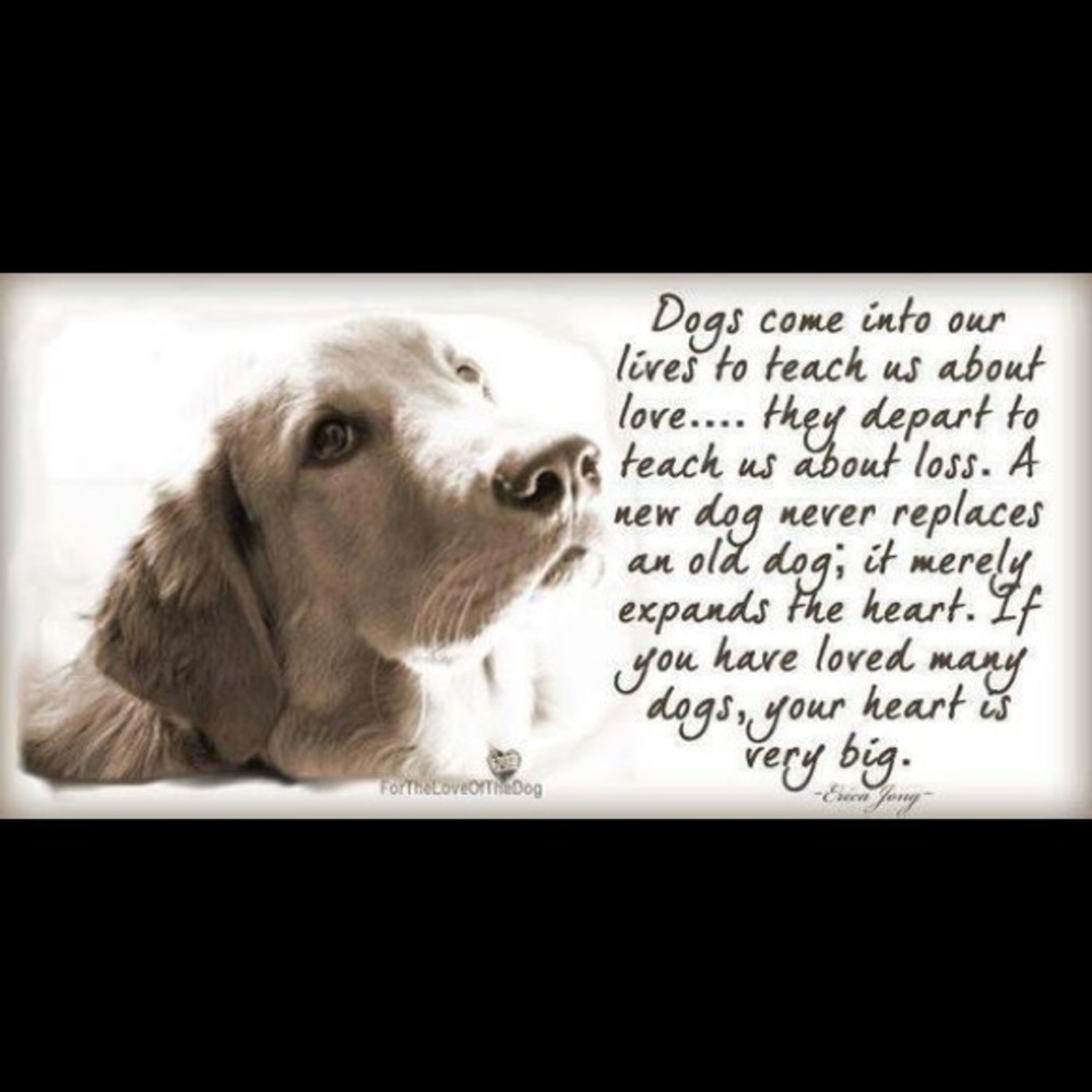 Meet your Posher, Ginger